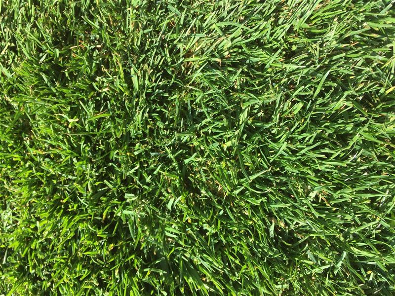 Rollrasen Sorte 'Sport- und Spiel'